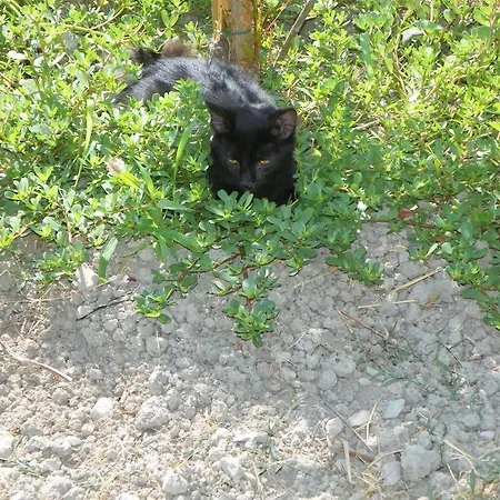 Le Gatte Prignano Cilento